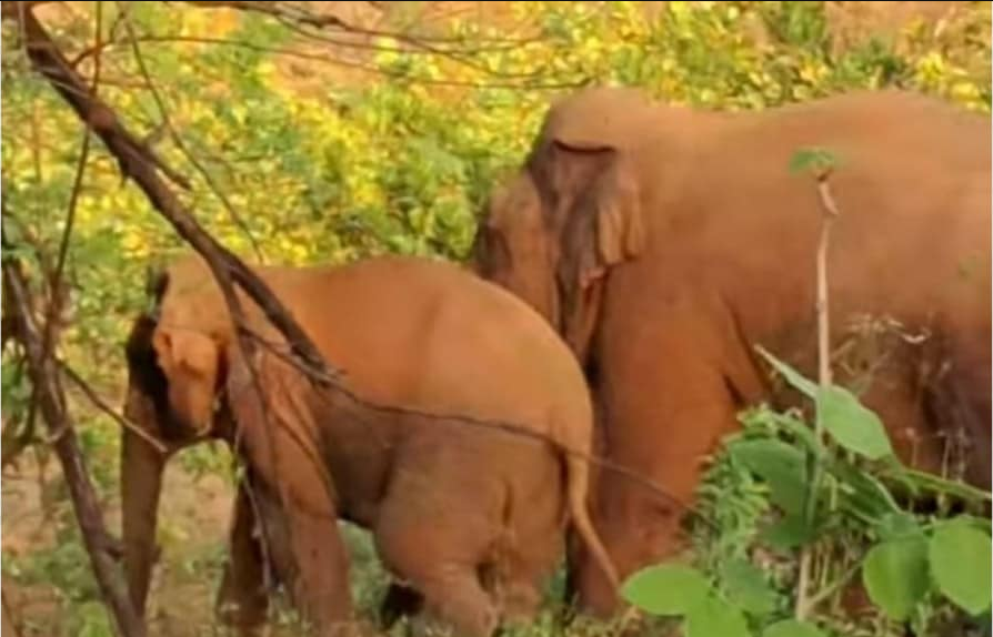 कोकणातील हत्ती नियंत्रणासाठी पश्चिम बंगालमधील तज्ञांची मदत