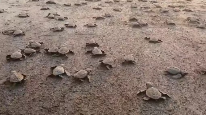 दापोली किनाऱ्यावर ‘ऑलिव्ह रिडले’ कासव संरक्षणासाठी प्रशासनाचे कडक निर्बंध